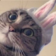 Bunny Cat
