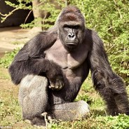 Sneakstaa #HarambeAlert