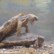Mega Turtle Lover