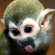 FaceRippingMonkey