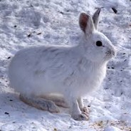 Canadian Snowshoe Hare