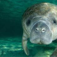 Manatee