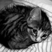 SonicKitten