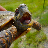 turtle spy (the ores)