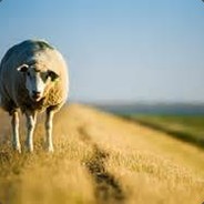 The Pointless Sheep