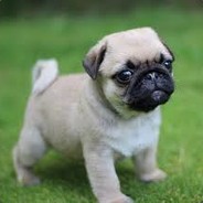 DougThePug csgolive.com