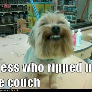 dogzilla775