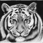 White Tiger
