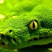 SnakeStorm87