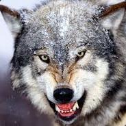 wolfleader19