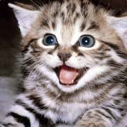 KittenMilk