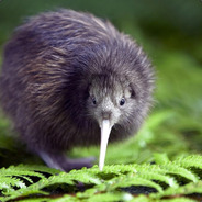 The Kiwi