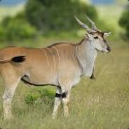 Mr.Antelope