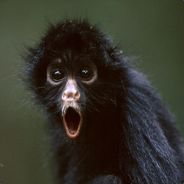 OwenDaMonkeyman