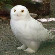 hedwig813