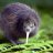 The Kiwi